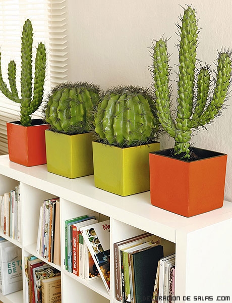 cactus pequeños para habitaciones